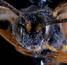Diadegma_densepilosellum
