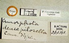 Diadegma_densepilosellum_labels
