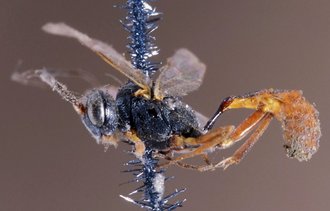 Diadegma_densepilosellum