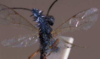 Diadegma_densepilosellum