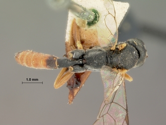 Diadegma_fulvipalpe_HOLOTYPE