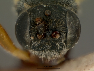 Diadegma_fulvipalpe_HOLOTYPE