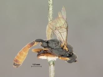 Diadegma_fulvipalpe_HOLOTYPE