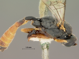 Diadegma_fulvipalpe_HOLOTYPE