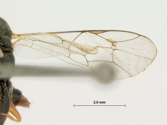 Diadegma_fulvipalpe_HOLOTYPE