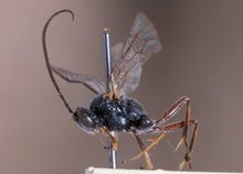 Dusona_transvaalensis_HOLOTYPE