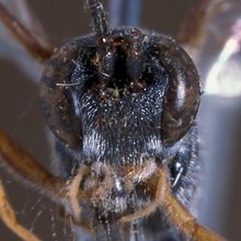 Dusona_transvaalensis
