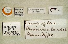 Dusona_transvaalensis_labels