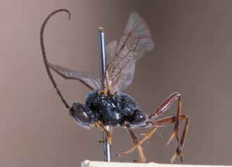 Dusona_transvaalensis
