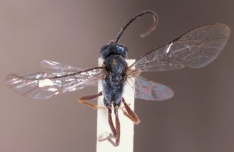 Dusona_transvaalensis