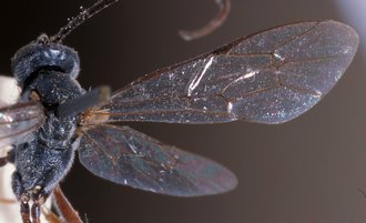 Dusona_transvaalensis