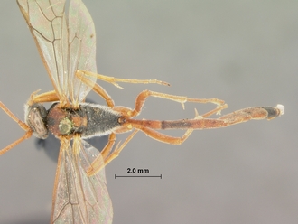Dusona_erythrospila_HOLOTYPE