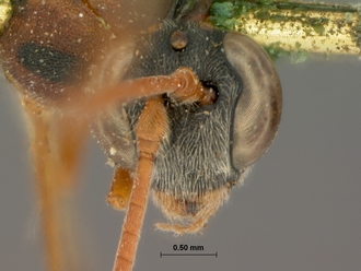 Dusona_erythrospila_HOLOTYPE
