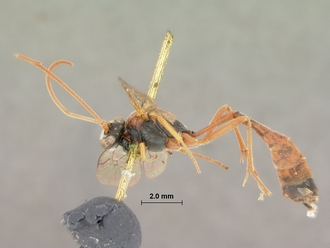 Dusona_erythrospila_HOLOTYPE