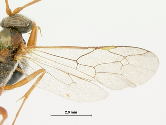 Dusona_erythrospilus_HOLOTYPE