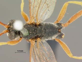 Dusona_fulvicornis_HOLOTYPE