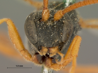 Dusona_fulvicornis_HOLOTYPE