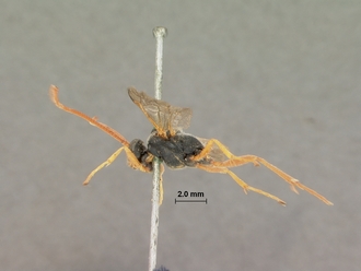 Dusona_fulvicornis_HOLOTYPE