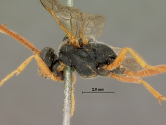 Dusona_fulvicornis_HOLOTYPE