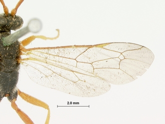 Dusona_fulvicornis_HOLOTYPE