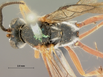 Dusona_rufoscapus_HOLOTYPE