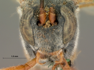 Dusona_rufoscapus_HOLOTYPE