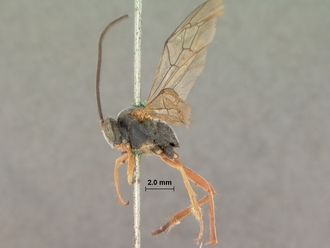 Dusona_rufoscapus_HOLOTYPE