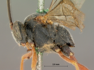 Dusona_rufoscapus_HOLOTYPE