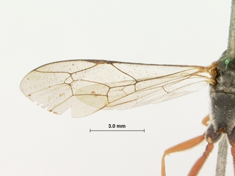 Campoplex_rufoscapus_HOLOTYPE