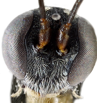 Dusona douraguia face