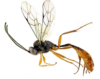 Dusona douraguia habitus