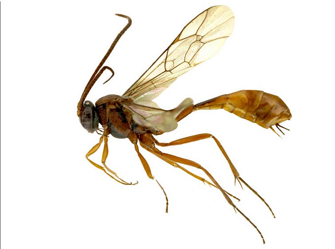 Dusona pauliani_habitus
