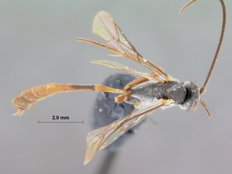 Dusona_juventas_HOLOTYPE