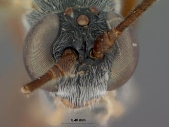 Dusona_juventas_HOLOTYPE