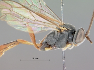 Dusona_juventas_HOLOTYPE