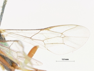 Dusona_juventas_HOLOTYPE