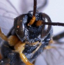 Eriborus_ pomonellae_HOLOTYPE