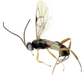 Eriborus cadjee habitus