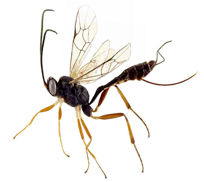 Eriborus pallipes habitus