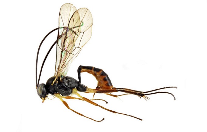 Hyposoter reunionis habitus