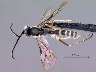 Meloboris_helminda_habitus_dorsal
