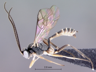 Meloboris_helminda_habitus_lateral