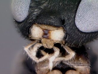 Meloboris_helminda_mouthparts