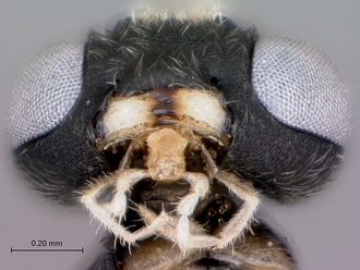 Meloboris_helminda_mouthparts