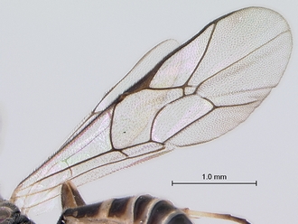 Meloboris_helminda_wing