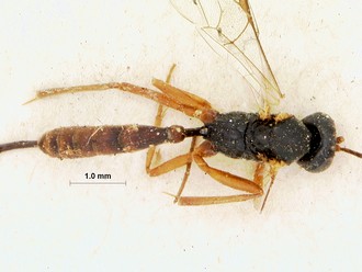 Limnerium_areolatum_HOLOTYPE