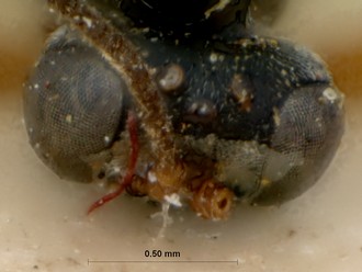 Limnerium_areolatum_HOLOTYPE