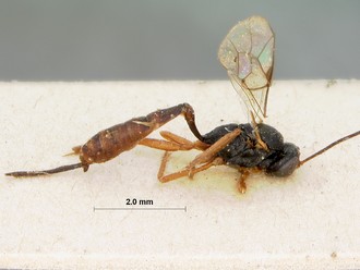Limnerium_areolatum_HOLOTYPE