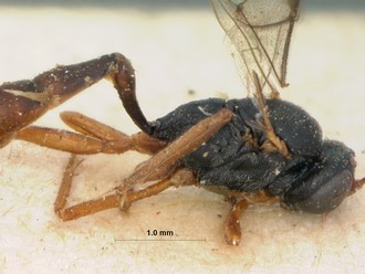 Limnerium_areolatum_HOLOTYPE