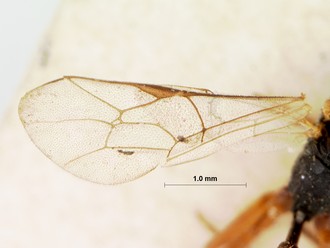 Limnerium_areolatum_HOLOTYPE